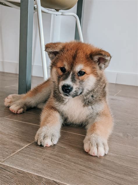 akita reddit